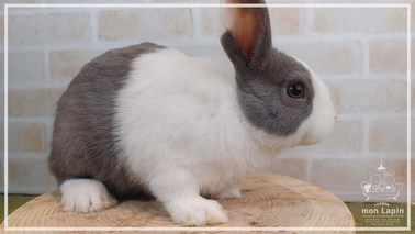 ダッチ | うさぎ販売 | 札幌のうさぎ販売・ペットショップ・うさぎ